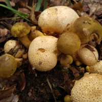 Schmarotzerroehrling (Pseudoboletus parasiticus)